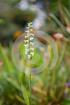 Nodding ladyâs tresses Spiranthes cernua, fragrant white flowers in natural habitat photo